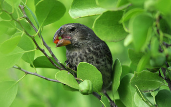Medium ground finch in the Galapagos, site of a study of climate and natural selection.